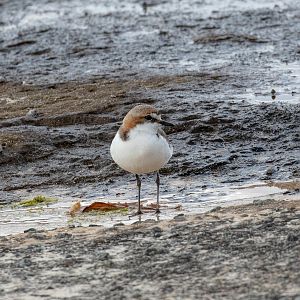Red-capped Plover