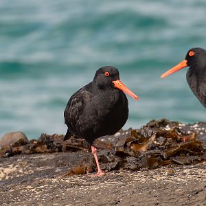 Sooty Oystercatcher