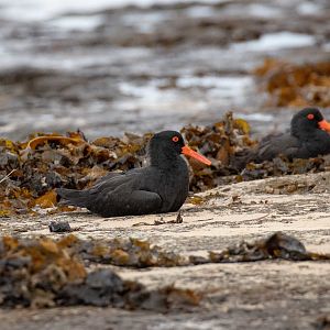 Sooty Oystercatcher