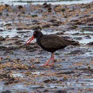 Sooty Oystercatcher