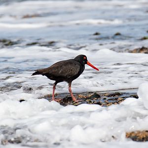Sooty Oystercatcher