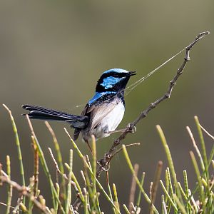 Superb Blue Wren