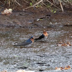 Welcome Swallow collecting nesting material