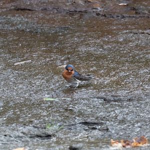Welcome Swallow collecting nesting material