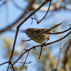 Brown Thornbill