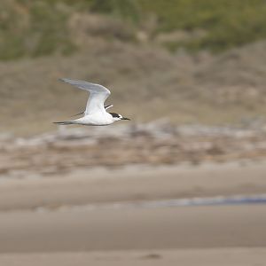 Fairy Tern