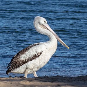 Australian Pelican