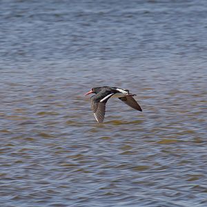 Pied Oystercatcher
