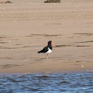 Pied Oystercatcher