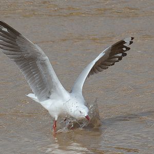 Silver Gull