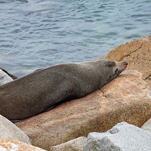 Australian Fur Seal
