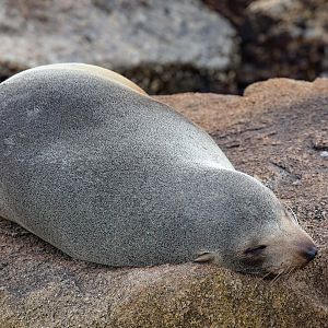 Australian Fur Seal