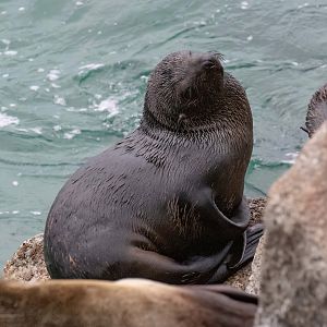 Australian Fur Seal