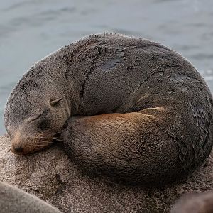 Australian Fur Seal