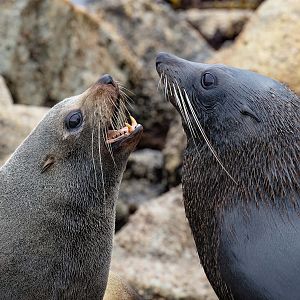 Australian Fur Seal & New Zealand Fur Seal