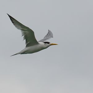 Crested Tern
