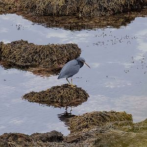 Eastern Reef Heron