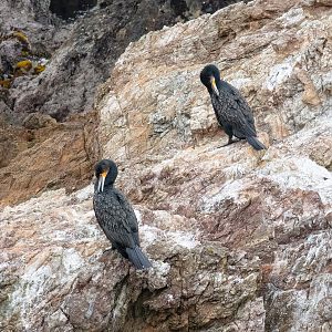 Great Cormorants