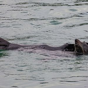 New Zealand Fur Seal