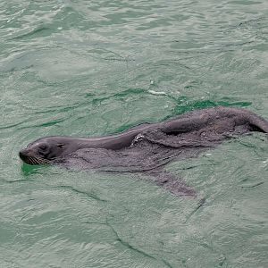 New Zealand Fur Seal
