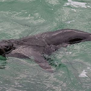 New Zealand Fur Seal
