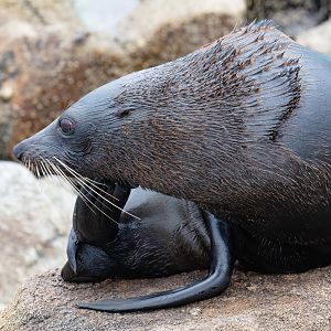 New Zealand Fur Seal