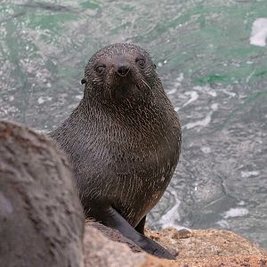 New Zealand Fur Seal
