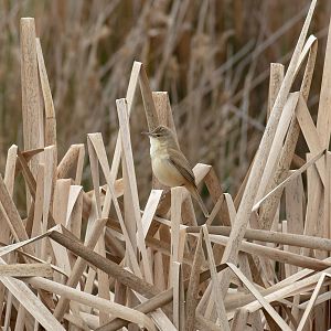 Australian Reed Warbler