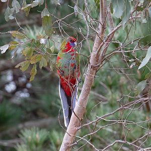 Crimson Rosella