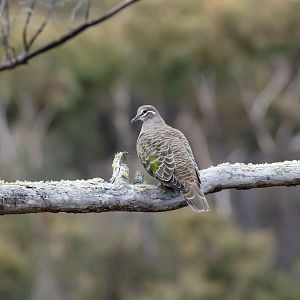 Common Bronzewing