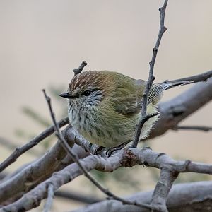 Striated Thornbill