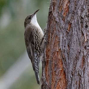 White-throated Treecreeper