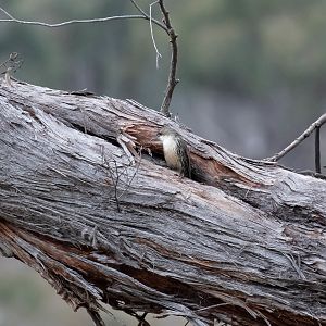 White-throated Treecreeper at nest site