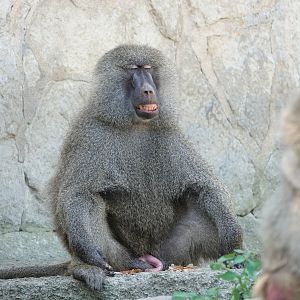 Olive baboon