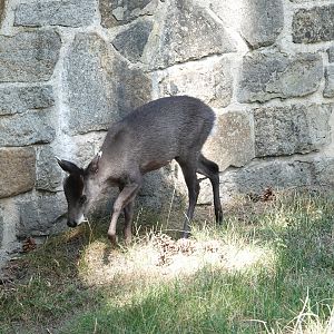 Michie's tufted deer