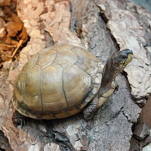 Three-toed box turtle