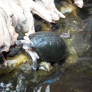 Zulia toadhead turtle