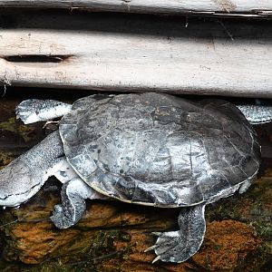 Hilaire’s side-necked turtle