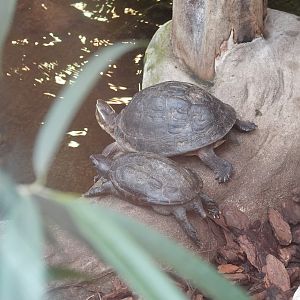 Black marsh turtle and South-east Asian box turtle