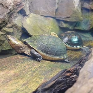 Yellow-margined box turtle