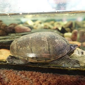 Common musk turtle