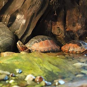 Central Vietnamese flowerback box turtle