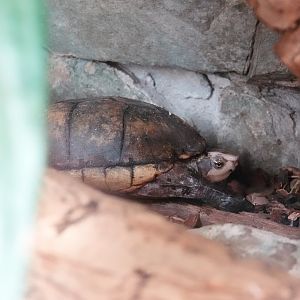 White-lipped mud turtle
