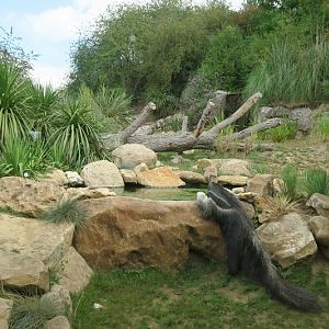 South America Enclosure with giant anteaters