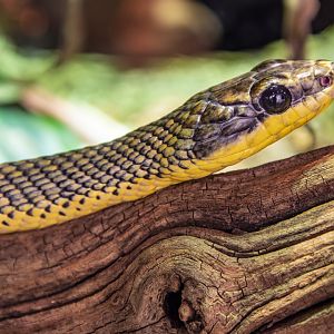 neotropitcal bird snake (Phrynonax poecilonotus)