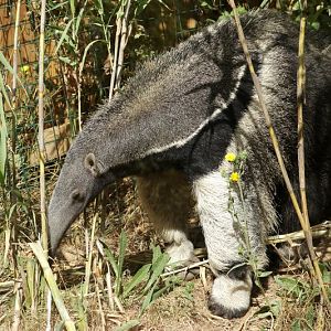Giant Anteater