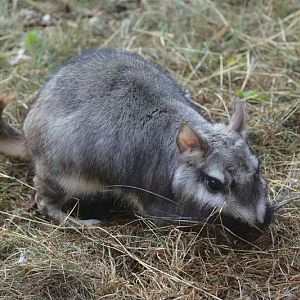 Plains viscacha (Lagostomus maximus)
