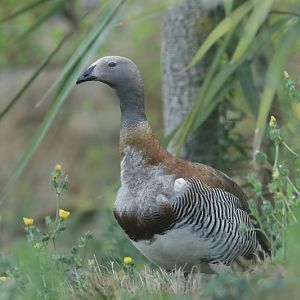 Ashy-headed goose (Chloephaga poliocephala)