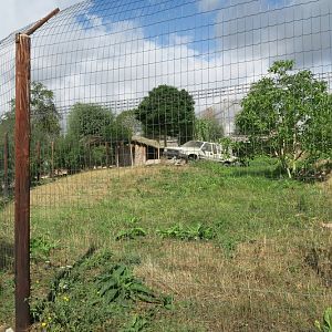 Africa - Northeast African Cheetahs