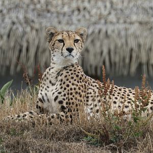 Northeast African cheetah (Acinonyx jubatus soemmeringii)